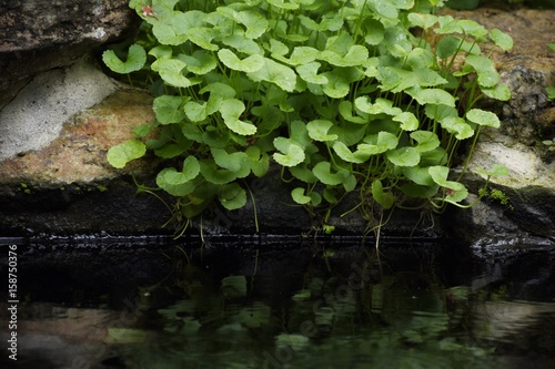 Centella asiatica grow on the water