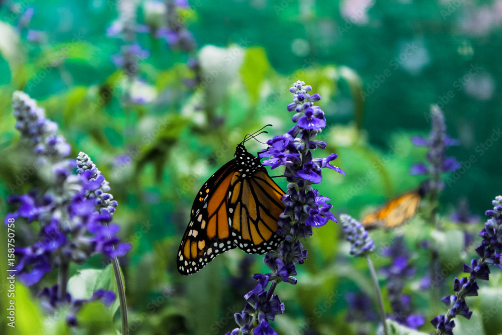 Naklejka premium Monarch butterfly with wildflowers