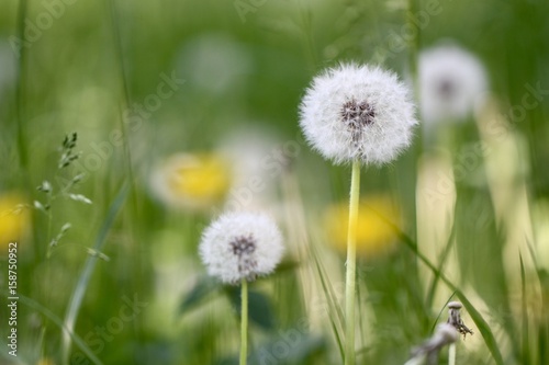 dandelian seeds