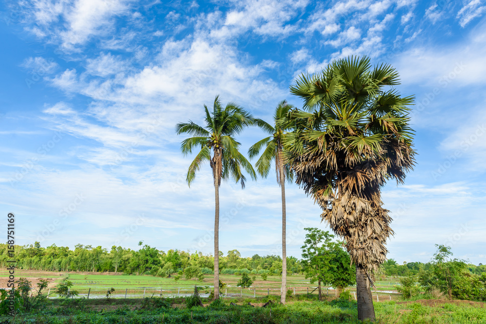 Obraz premium Coconut tree on the blue sky background
