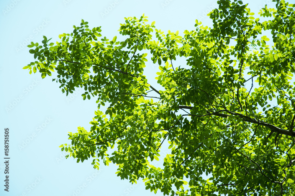 Under big green tree. tree for background