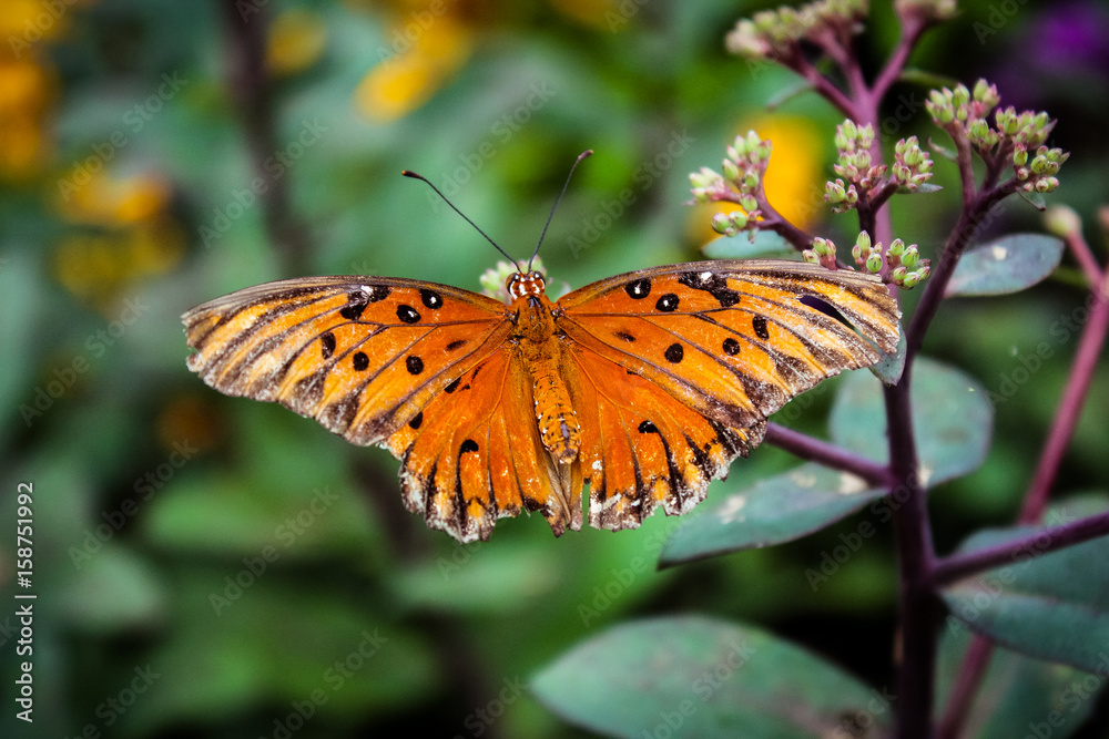 Obraz premium Orange Butterfly up close