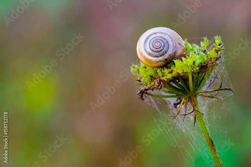 Il riposo dell chiocciola photo