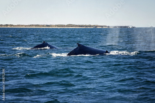 Humpback Whale Family is swinging along the coastline in Western Australia