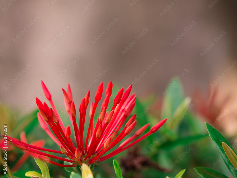 Red Rubiaceae or ixora flowers bud and leave on blurry background Red Rubiaceae or ixora flowers bud and leave on blurry background
