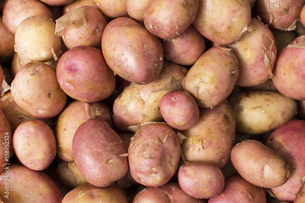 Fresh organic potato stand out among many large background potatoes in the market. Heap of potato root. Close-up potatoes texture. Fresh organic potato stand out among many large background potatoes in the market. Heap of potato root. Close-up potatoes texture.