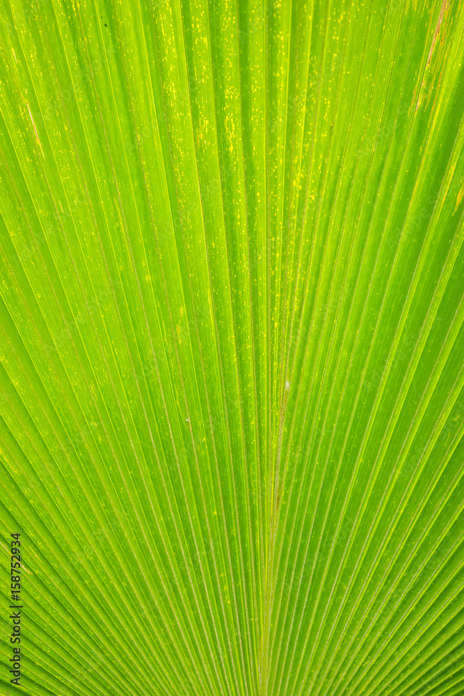 Texture of a green leaf as background Texture of a green leaf as background