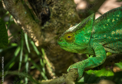 Green chameleon of Madagascar © javarman