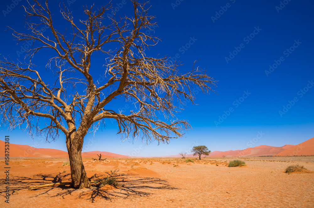 Dead Camelthorn Trees and red dunes in Sossusvlei, Namib-Naukluft National Park, Namibia