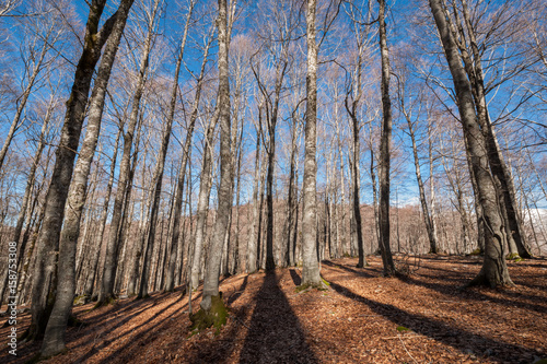 Sun light through beech trees