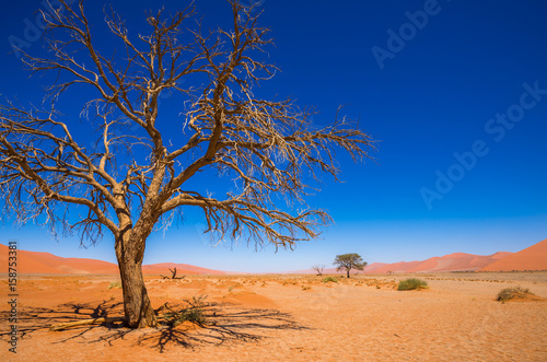 Dead Camelthorn Trees and red dunes in Sossusvlei  Namib-Naukluft National Park  Namibia