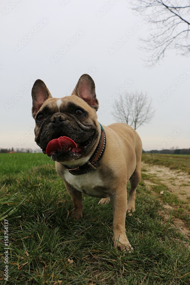 französische bulldogge hat spaß im garten