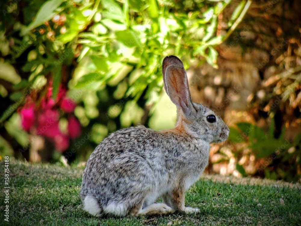 Fototapeta premium Wild jackrabbit sitting on green grass in spring