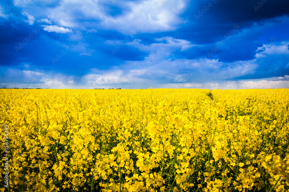 Leuchtend gelbes Rapsfeld mit dramatischem Himmel - Rape field