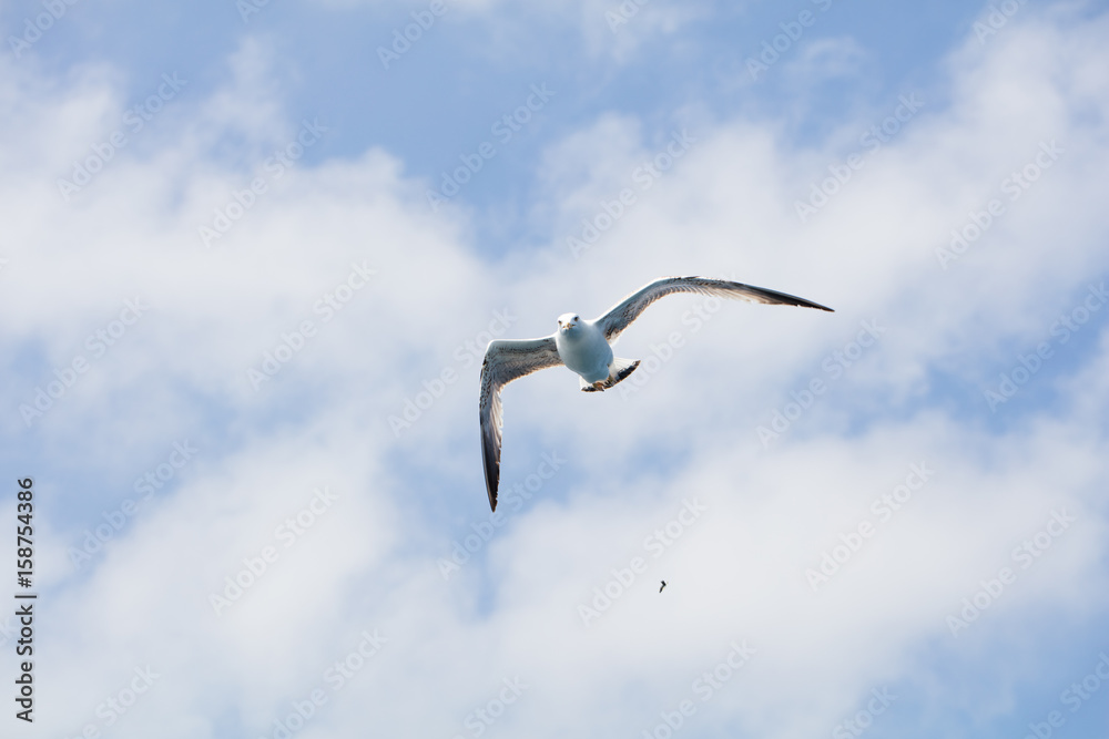 Seagull in flight