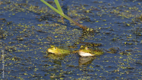 Frogs in the pond