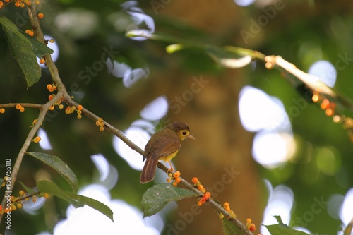 Hairy-backed Bulbul (Tricholestes criniger) in Borneo, Malaysia - エリゲヒヨドリ photo
