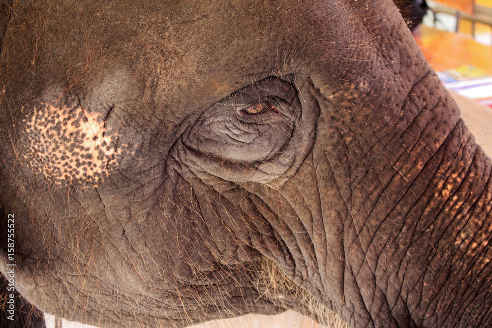 Obraz premium The side of the face of an elephant