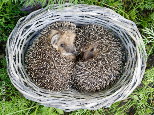 two cute  young hedgehogs, , (Atelerix albiventris) curled up inside the wicker from vine baskets on green grass of dill