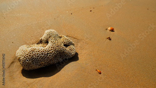 Photos Death of coral on sand beach. Thailand.