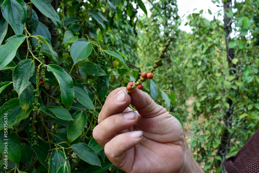Man holding pepper Man holding pepper