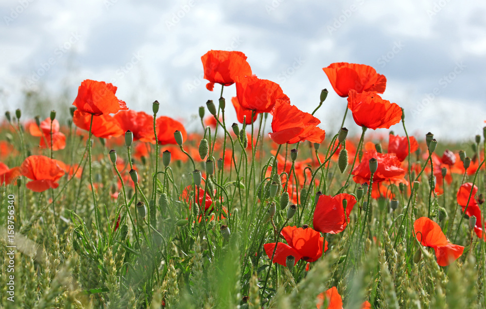 Obraz premium Coquelicots dans un champ de blé