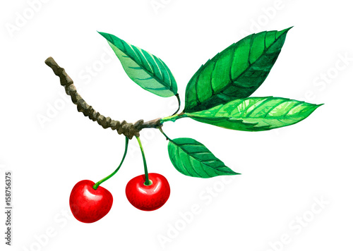 Sweet cherry twig with berries and leaves isolated on white watercolor illustration 
