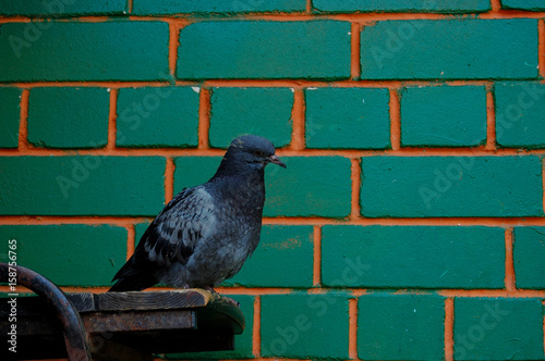 sad pigeon background