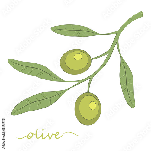 Olive tree. Olive oil. Green olive. vector illustration.