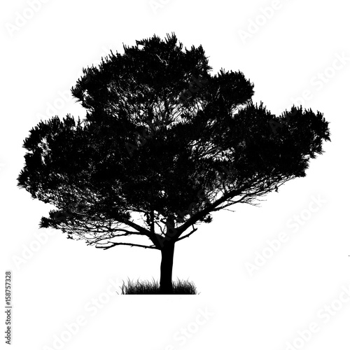 Vector drawing of the tree on white