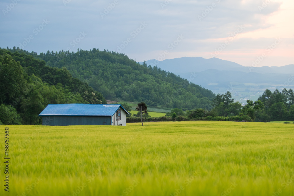 Blue roof house in the rice field during evening in a nice summer breeze. During the sunset and in the green, golden barley field. 