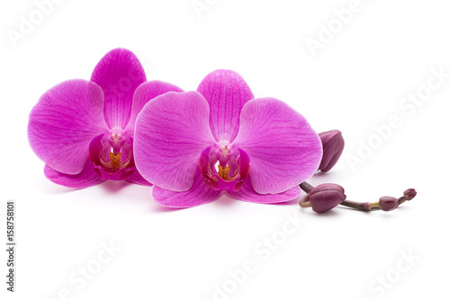 Pink orchid on the white background.