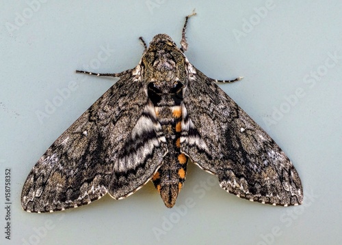 Tobacco Sphinx or Hawkmoth Manduca quinquemaculata adult closeup. The adult of the tomato hornworm is the five-spotted hawk moth photo