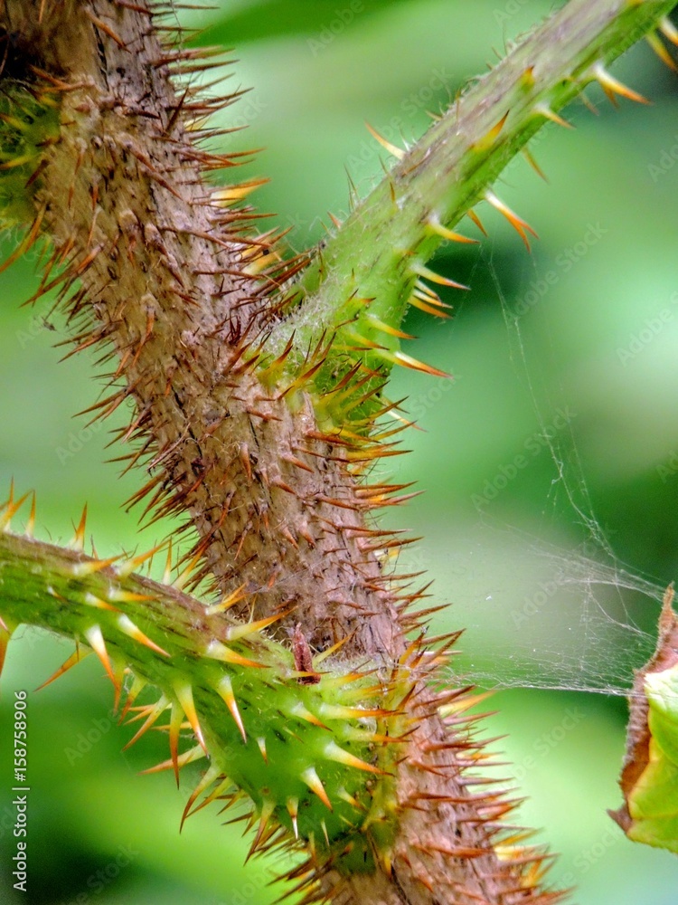 Naklejka premium Devil's club or devil's walking stick (Oplopanax horridus) near Juneau, southeast Alaska