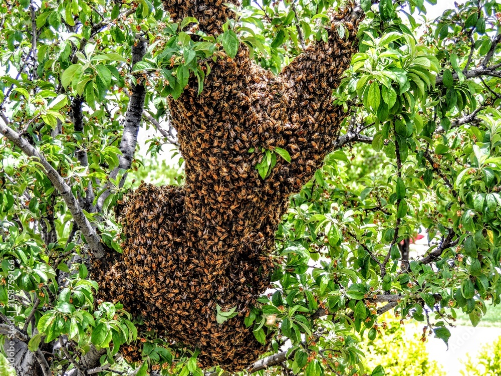Huge Large Swarm of Honey Bees in Tree on Branch Huge Large Swarm of Honey Bees in Tree on Branch
