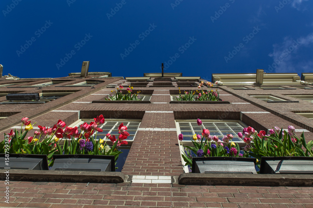 building exterior with large windows and blooming tulips in the flowerpot
