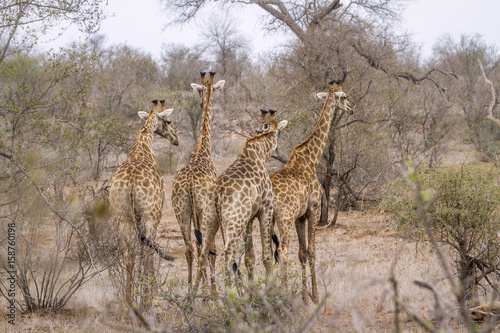 Giraffe in Kruger National park  South Africa