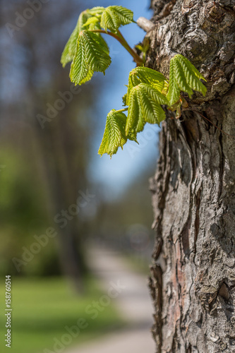 Spring Chestnut Tree Leaves