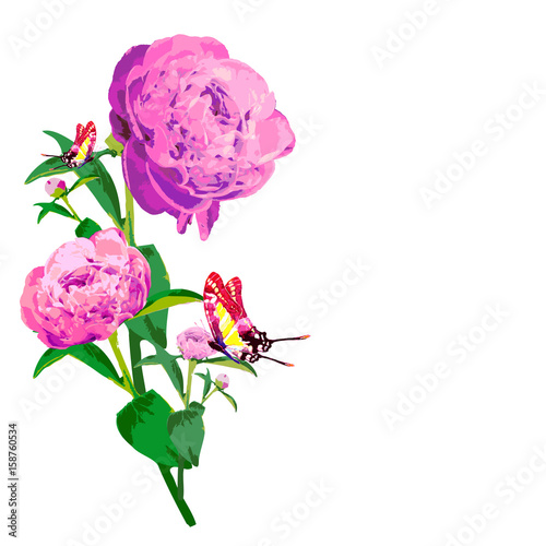 beautiful pink flowers, peony,watercolor,isolated on a white © aboard