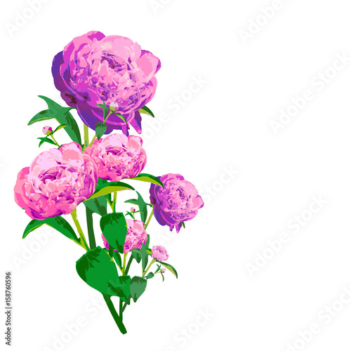 beautiful pink flowers ,peony, on a white © aboard