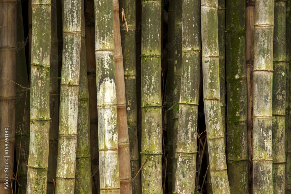 green bamboo background texture