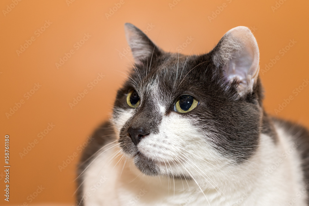 gray and white cat looking tothe side portrait with orange background