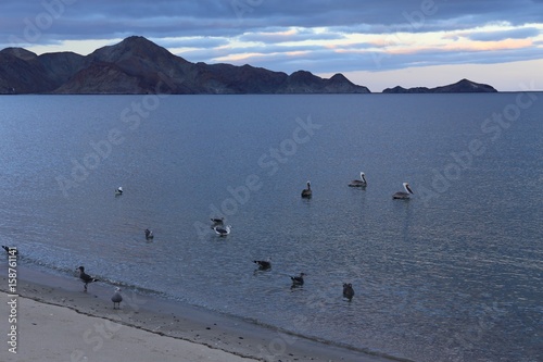 Sea, Desert, Beach and Birds - Baja California © ajkramer