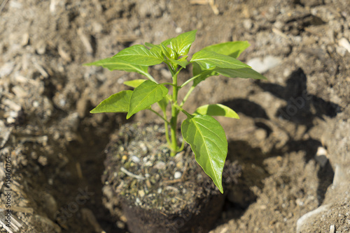 Bell pepper plant being transplanted in the soil.