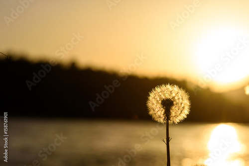 Dandelion close-up at sunset against the backdrop of the lake.