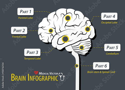 Brain infographic . Flat design .