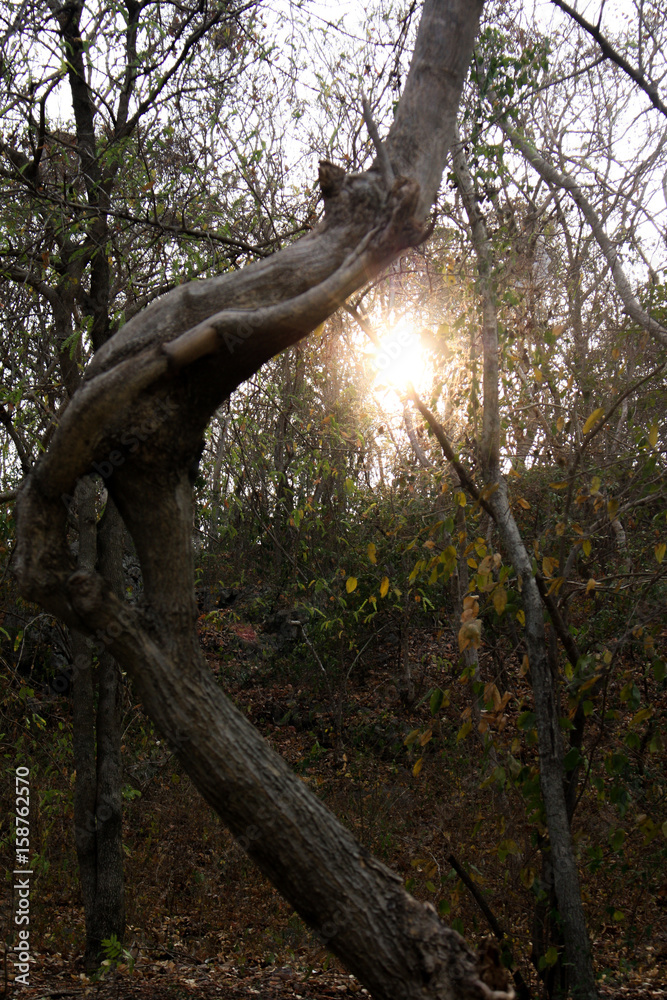 Sun shining through branches and crooked tree Sun shining through branches and crooked tree