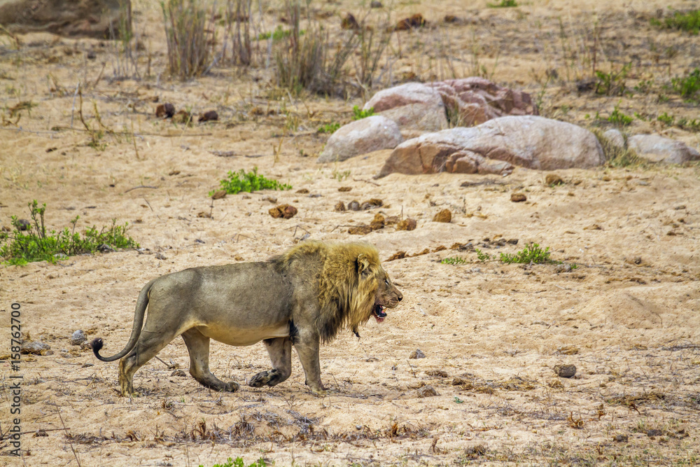 Fototapeta premium African lion in Kruger National park, South Africa