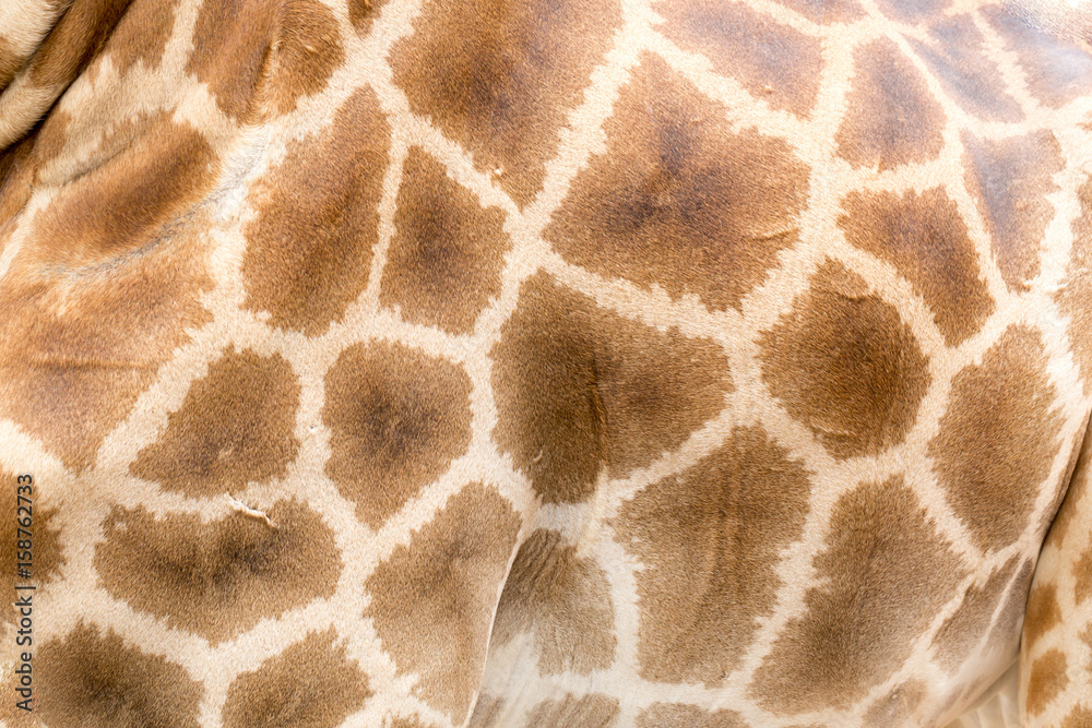 Texture of giraffe skin Texture of giraffe skin