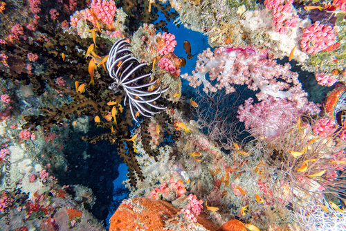 Alcyonarian Soft Coral wall underwater landscape panorama photo